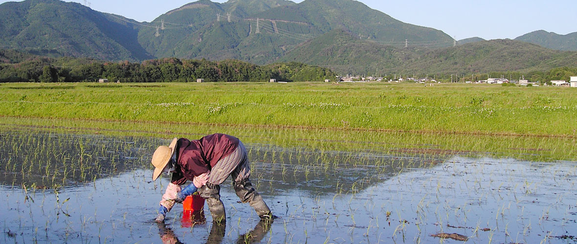 田植え